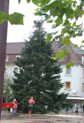 Da steht der Baum in seiner ganzen 15 Meter großen Pracht auf dem Jülicher Marktplatz für die gesamte Weihnachtszeit