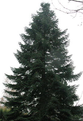 40 Jahre lang stand die Nordmanntanne in Stetternich am Fuße der Sophienhöhe.