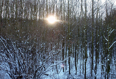 Blick in die Sophienhöhe