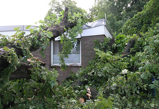 Tief getroffen: Eine Kastanie ist mit macht ins Flachdach eingedrungen…