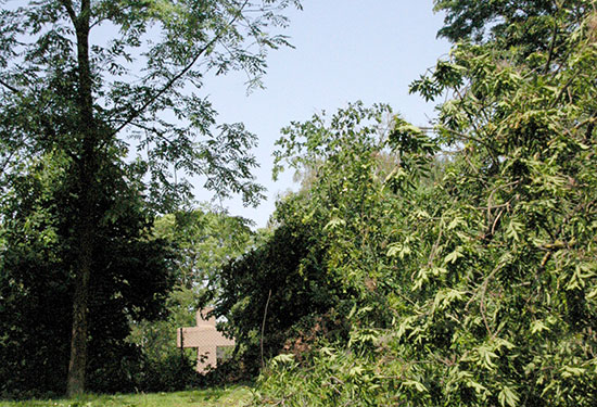Auf dem Hartwig-Neumann-Weg hinter dem Ehrenfriedhof ist kein Durchkommen mehr.